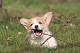 CORGI PEMBROKE 1207